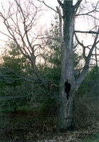tree I