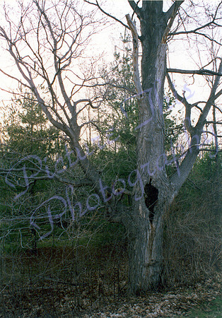 tree I