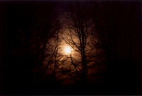 moon in trees