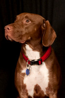 Riley 2011