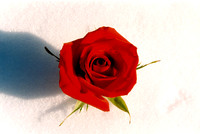 flower II